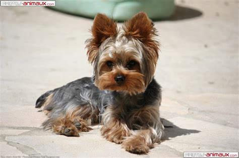 Funny Yorkie Quotes. QuotesGram