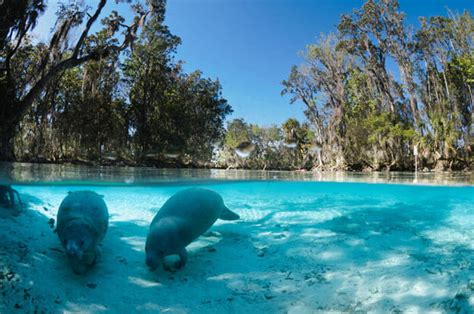 Three Sisters Springs - Temporarily Closed • Authentic Florida