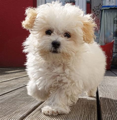 Maltipoo (Maltese x Poodle) Info, Temperament, Lifespan, Grooming ...