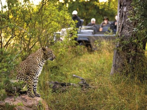 Lion Sands River Lodge | South Africa Safari Lodges