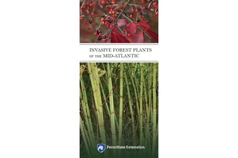 Announcing New Invasive Plant Identification and Control Guide ...