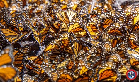 The Monarch Butterfly Migration - ETB Travel Photography