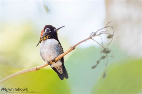 Smallest Hummingbird in the World: Bee Hummingbird | Whitehawk Blog