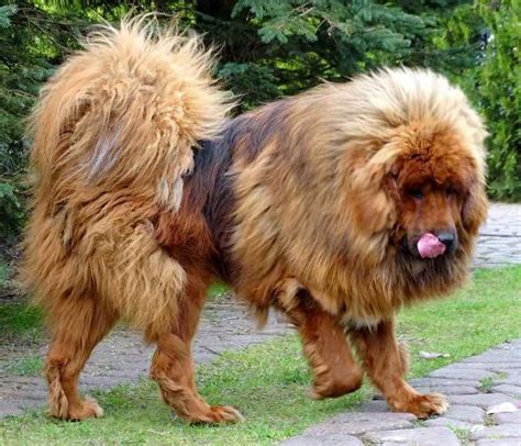 worlds largest dog breeds Tibetan Mastiff Giant Dog Breeds, Giant Dogs ...