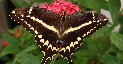 MOSI Outside: National Parks: Biscayne and the Schaus Swallowtail