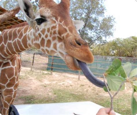 Animals Plants Rainforest: Giraffe Tongue Facts