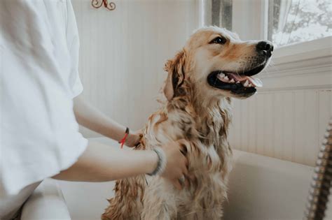 8 Best Dog Shampoos for Itchy Skin and Allergies in 2023