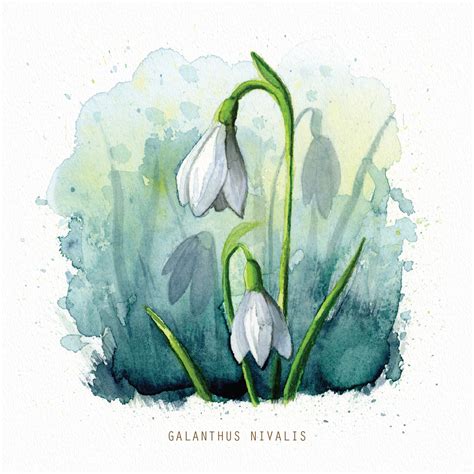 Snowdrop Flower Watercolour Print - Etsy UK