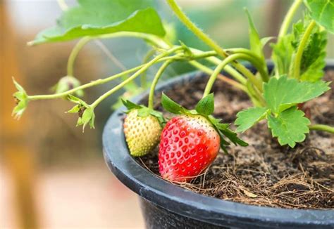 Pin on Gardening