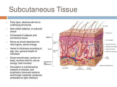 Pin by Hailey Van Effen on Subcutaneous layer | Skin anatomy ...