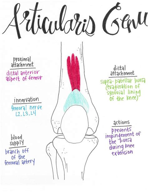 Articularis Genu Gross Anatomy, Human Body Anatomy, Human Anatomy And ...