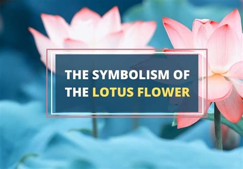 What Does the Lotus Flower Really Mean? - A Guide