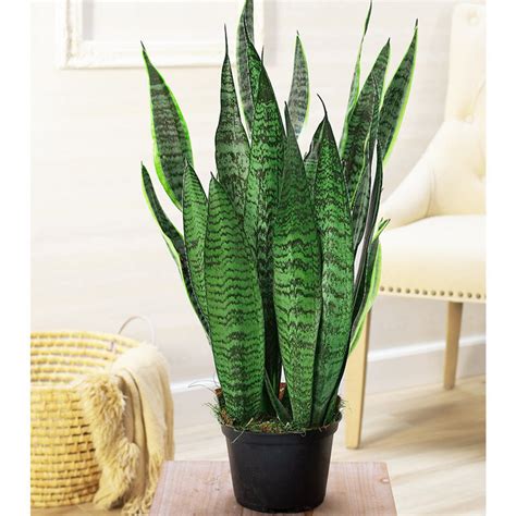 Snake Plant - Sansevieria 'Laurentii' | Houseplants | Breck's