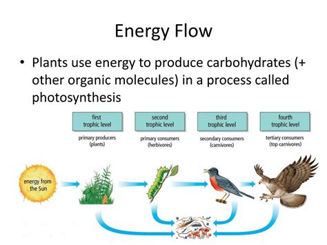 Energy Flow In Ecosystem / Energy Flow in an Ecosystem, Class 8 Biology ...