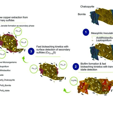 | Proposed bioleaching mechanism for primary copper sulfides bornite ...