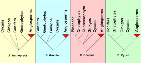 Convergent vs. Parallel Evolution