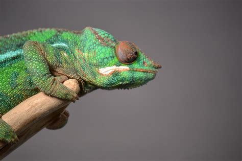 300 Awesome Chameleon Names – Chameleon School