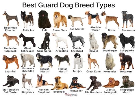 Best Big & Small Guard Dogs for Protection — With Pictures ...