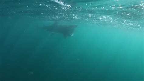 Underwater Footage Basking Shark Filter Feeding Stock Footage Video ...