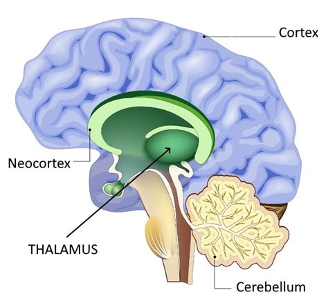 Thalamus - Neuromedia