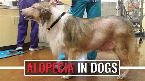 Alopecia In Dogs - Causes, Symptoms, And Treatments - Petmoo