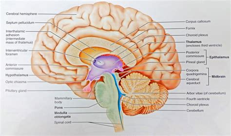 Anatomy of Human Body 24"x40" Poster Midsagittal Section Of The Human ...