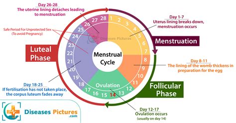 What is Menstrual Cycle and Phases? Problems Associated With Menstrual ...