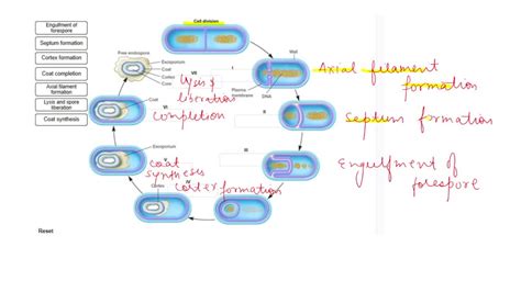 SOLVED: Ace the steps of endospore formation in their proper order by ...