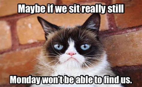 I hate Mondays. | Grumpy cat humor, Grumpy cat meme, Grumpy cat quotes