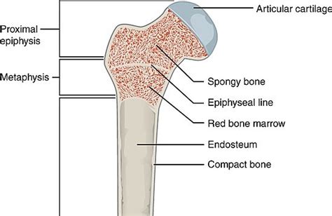 Compact And Spongy Bone Diagram