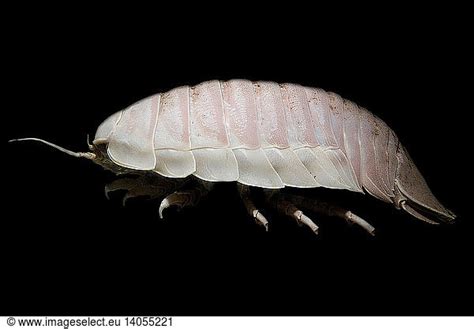 Giant Marine Isopod Giant Marine Isopod,abyssal gigantism,bathynomus ...