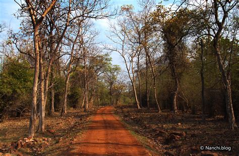 Tadoba Andhari Tiger Reserve Tales – Day 2 – Evening Safari – Nanchi.blog