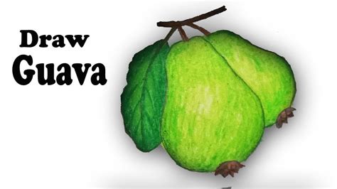 Guava Drawing at GetDrawings | Free download