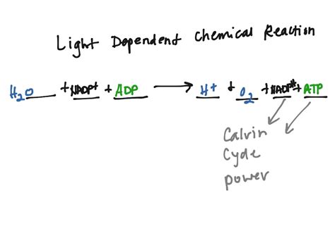 Image 60 of Light Reaction Equation | elisfybl