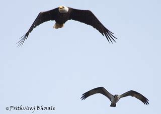 Osprey Eagle Comparison | This is the first time I was able … | Flickr