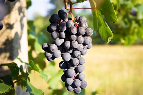 What Is Barbera Wine? A Guide to the Italian Grape Variety