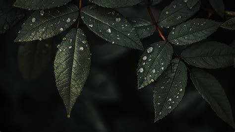 Plant Leaves Water Drops Dark Background 4K HD Nature Wallpapers | HD ...