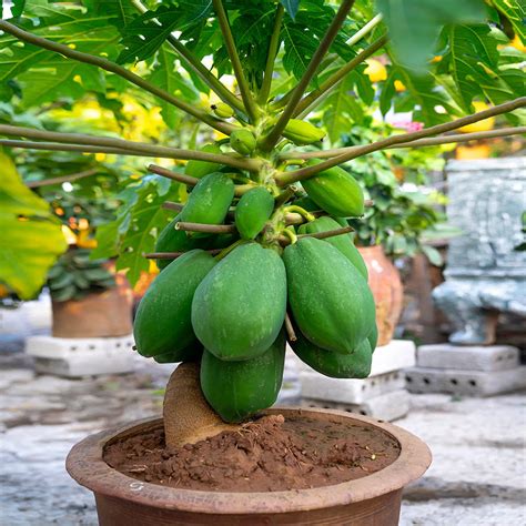 Papaya Trees for Sale | BrighterBlooms.com