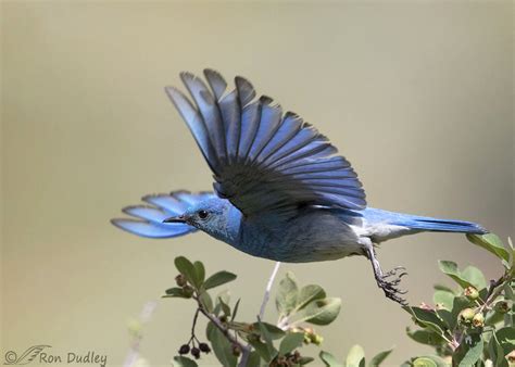 Female Mountain Bluebird Flying