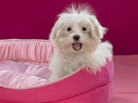 Pink Dog Wallpapers - Top Free Pink Dog Backgrounds - WallpaperAccess