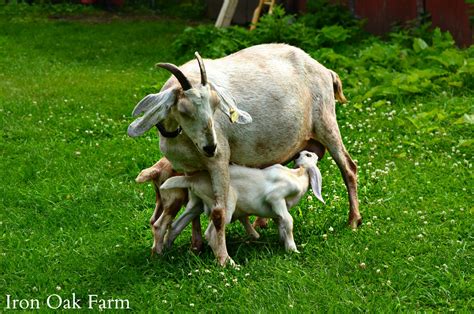 Raising Dairy Goats: A Guide to Breeds