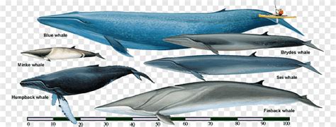 Sei whale Fin whale Rorquals Bryde's whale Cetaceans, Bowhead Whale ...