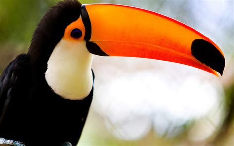 Toucans Long Beak, HD Birds, 4k Wallpapers, Images, Backgrounds, Photos ...