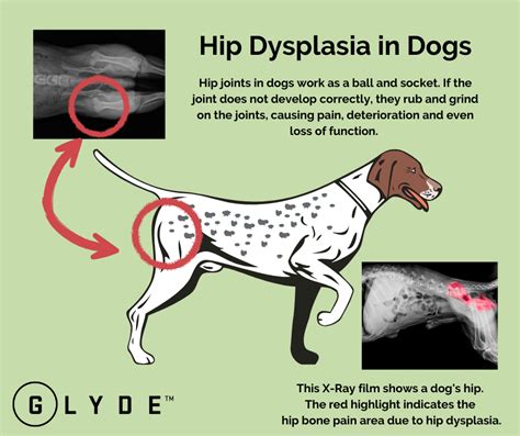 What You Need to Know about Hip Dysplasia in Dogs