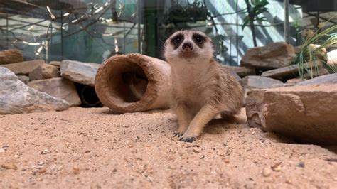 Dogo the Meerkat Eating Mealworms - YouTube