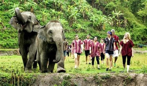 Chiang Mai Elephant Jungle Sanctuary Guide - Trazy Blog