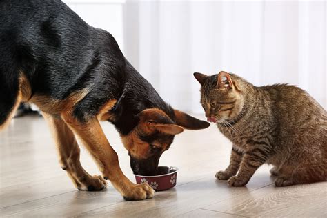 How To Stop Your Dog From Eating Cat Food