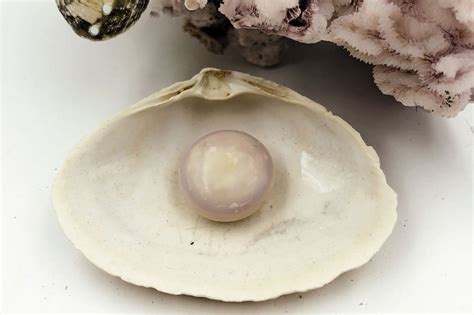 Giant Pearl Found in Gosman’s Clam