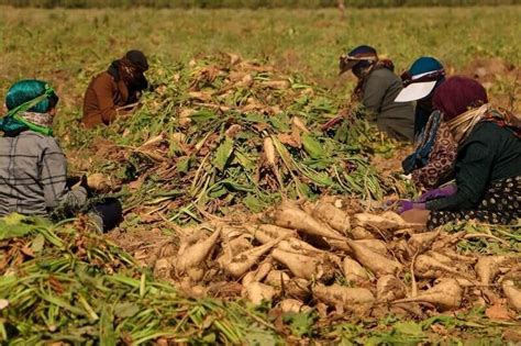 Nearly 60,000 tons of sugar beet harvested since late March - Tehran Times