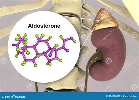 Aldosterone Hormone Produced by Adrenal Gland Stock Illustration ...